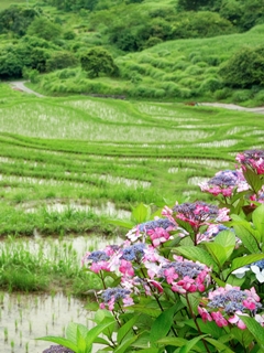 菊川市上倉沢の千框　『棚田へいこうよ』