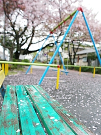 公園の散り桜