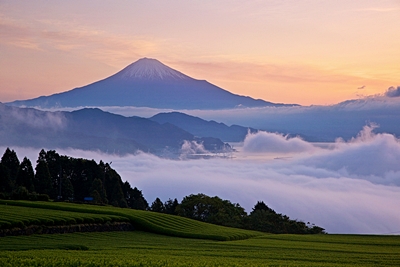 茶畑の波　雲の波　　日本平より