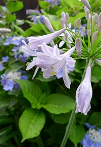 Ｎ様邸のアガパンサスの花