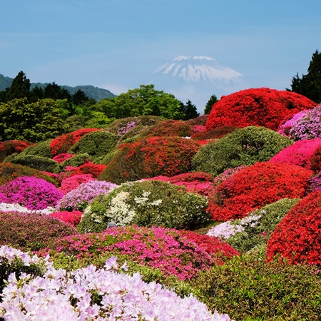 躑躅と富士山