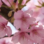 河津桜